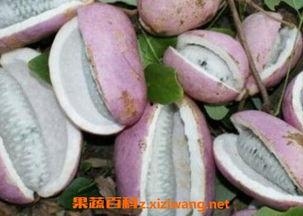 滴蜡烛网红吃瓜